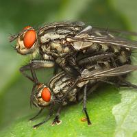 Mating Flesh Flies 